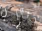 Szarvas agancsgomba (Xylaria hypoxylon), Budai-hegység